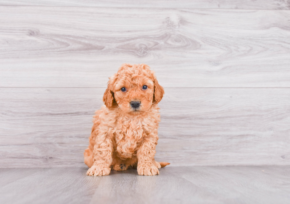 Petite Mini Goldendoodle Poodle Mix Pup