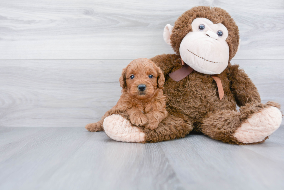 Mini Goldendoodle Pup Being Cute