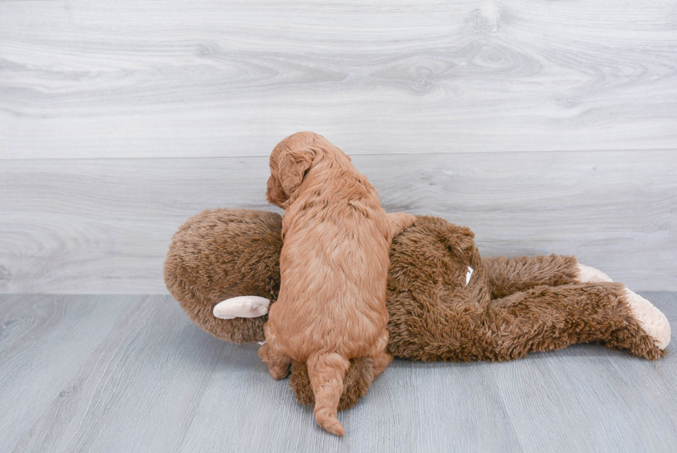 Mini Goldendoodle Pup Being Cute