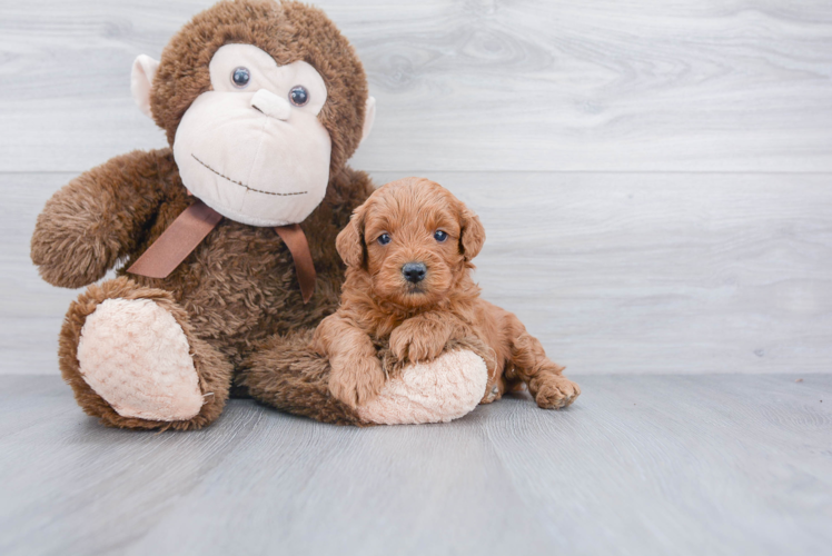 Mini Goldendoodle Puppy for Adoption