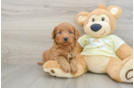 Mini Goldendoodle Pup Being Cute