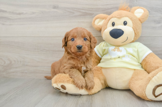 Mini Goldendoodle Pup Being Cute