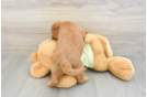 Popular Mini Goldendoodle Poodle Mix Pup