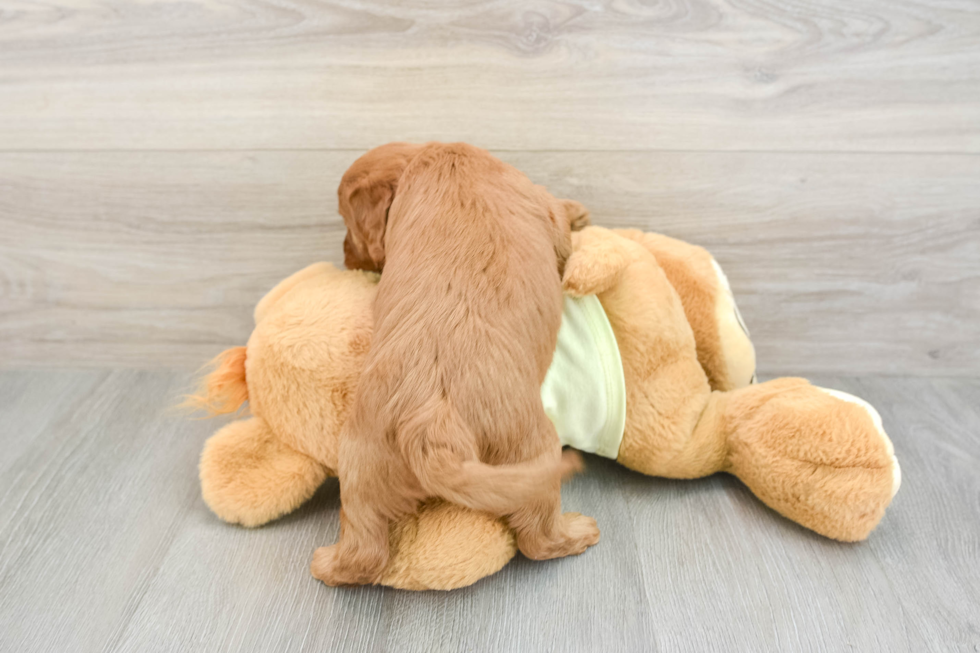 Popular Mini Goldendoodle Poodle Mix Pup