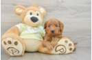Mini Goldendoodle Puppy for Adoption