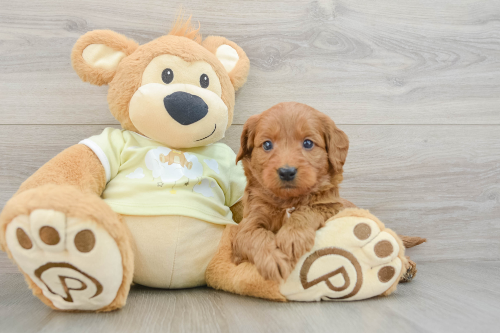 Mini Goldendoodle Puppy for Adoption