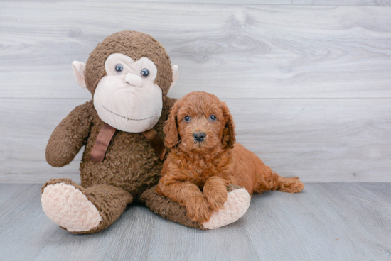 Best Mini Goldendoodle Baby