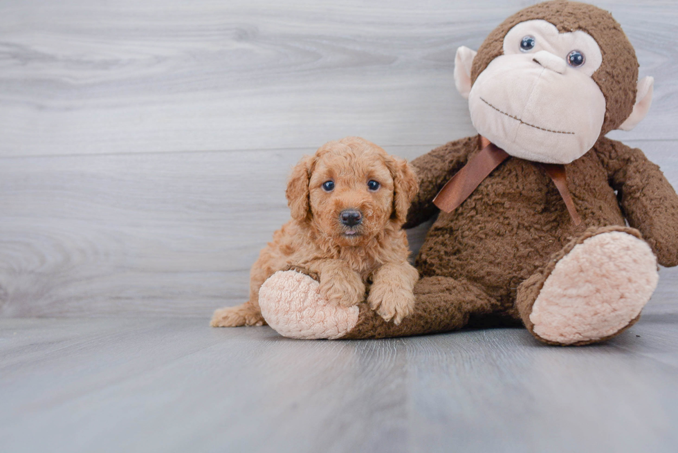 Best Mini Goldendoodle Baby