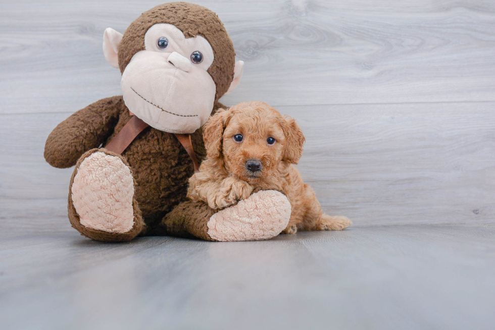 Mini Goldendoodle Pup Being Cute