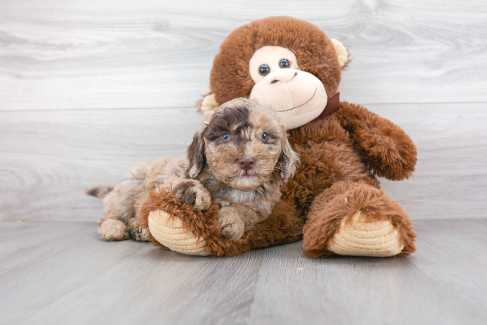 Mini Goldendoodle Puppy for Adoption