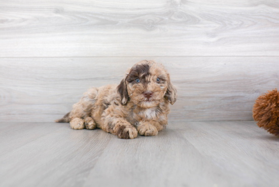 Mini Goldendoodle Puppy for Adoption