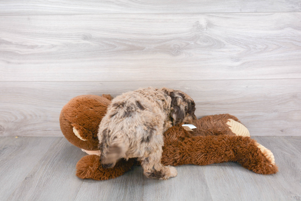 Best Mini Goldendoodle Baby