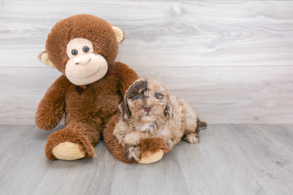 Cute Mini Goldendoodle Baby