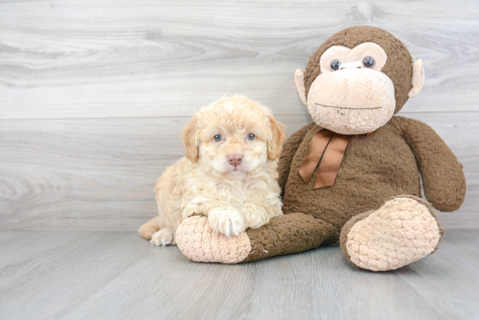 Friendly Mini Goldendoodle Baby