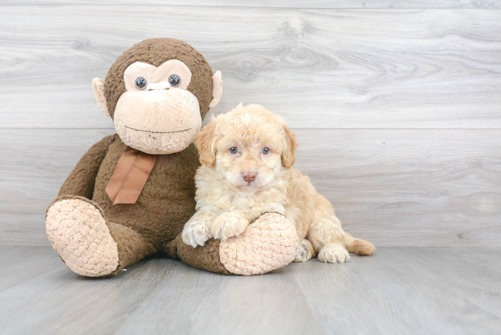 Happy Mini Goldendoodle Baby