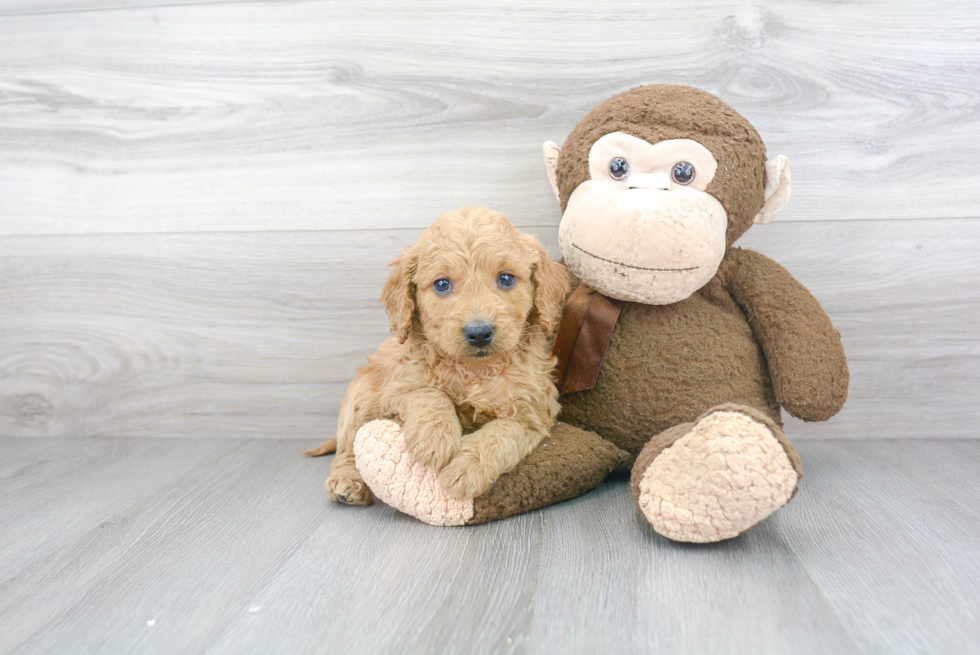 Best Mini Goldendoodle Baby