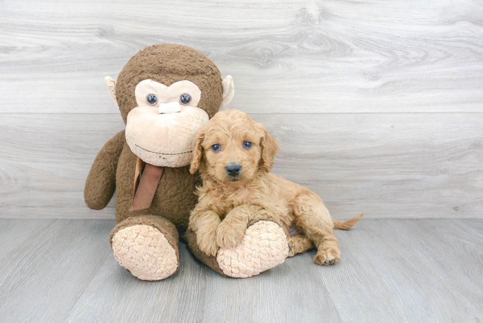 Energetic Golden Retriever Poodle Mix Puppy