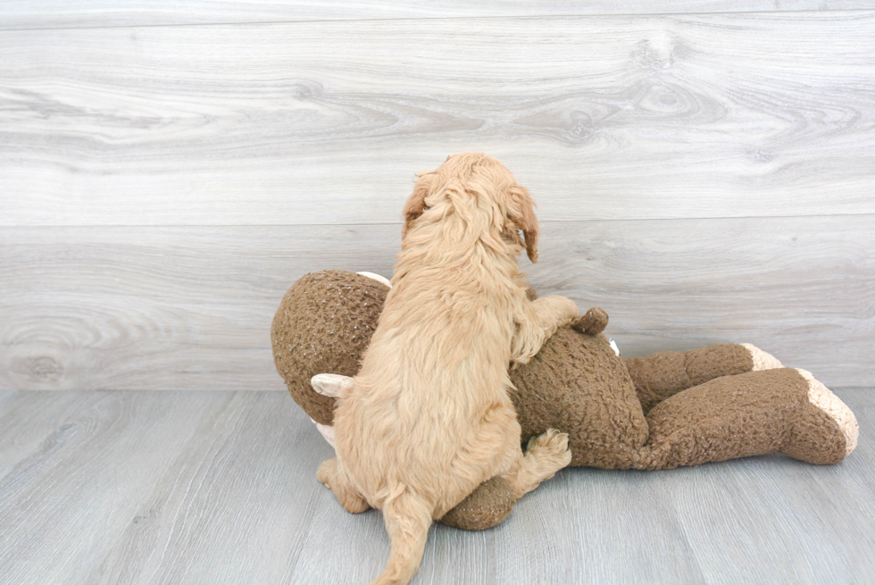 Petite Mini Goldendoodle Poodle Mix Pup