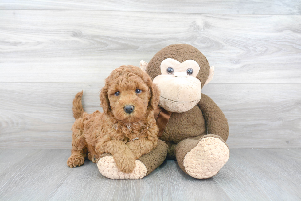 Small Mini Goldendoodle Baby