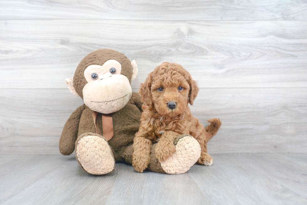 Smart Mini Goldendoodle Poodle Mix Pup