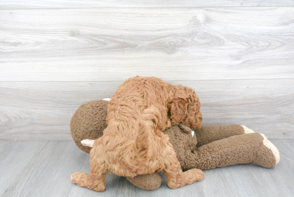 Mini Goldendoodle Puppy for Adoption