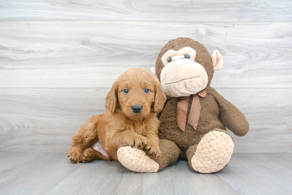 Mini Goldendoodle Pup Being Cute