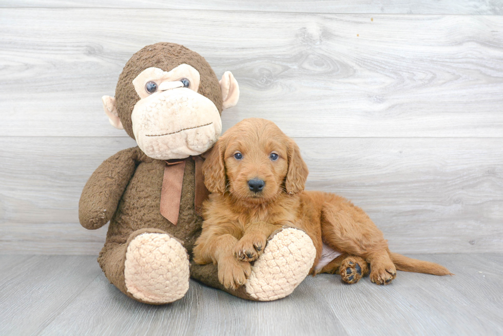 Sweet Mini Goldendoodle Baby