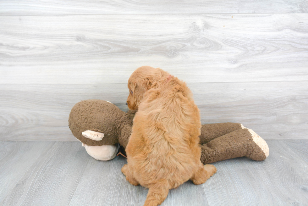 Best Mini Goldendoodle Baby