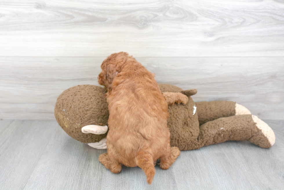 Funny Mini Goldendoodle Poodle Mix Pup