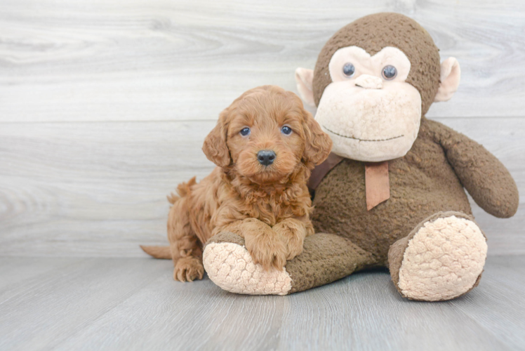 Best Mini Goldendoodle Baby