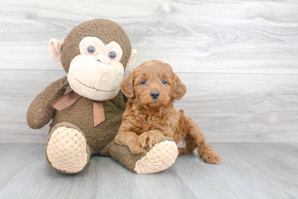 Funny Mini Goldendoodle Poodle Mix Pup