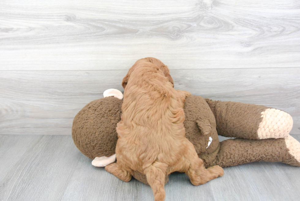 Best Mini Goldendoodle Baby