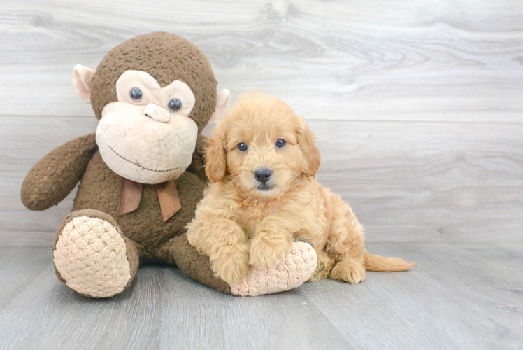 Best Mini Goldendoodle Baby