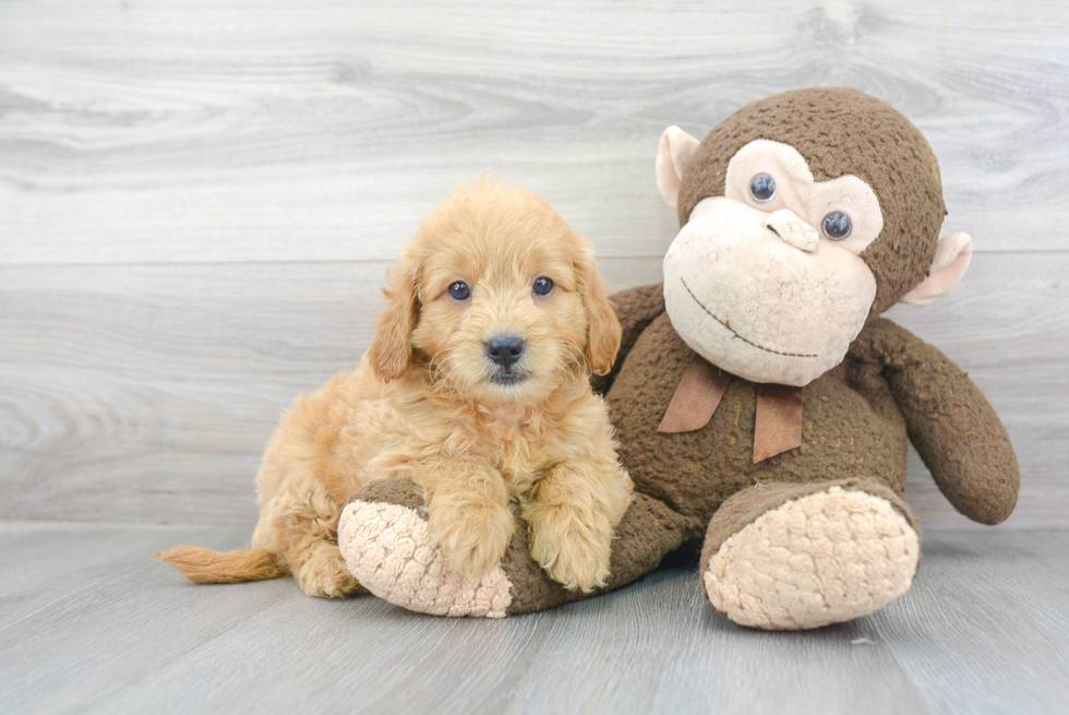 Funny Mini Goldendoodle Poodle Mix Pup