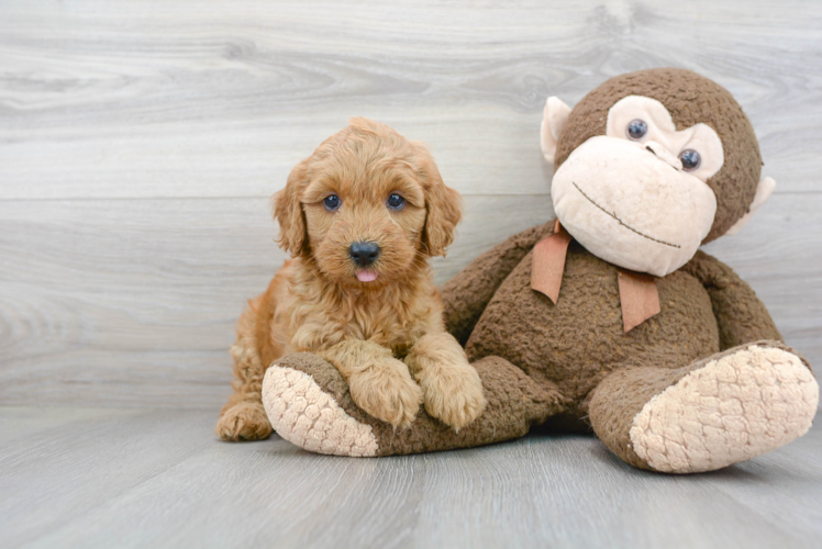 Happy Mini Goldendoodle Baby