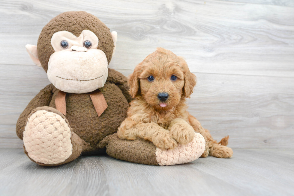 Small Mini Goldendoodle Baby