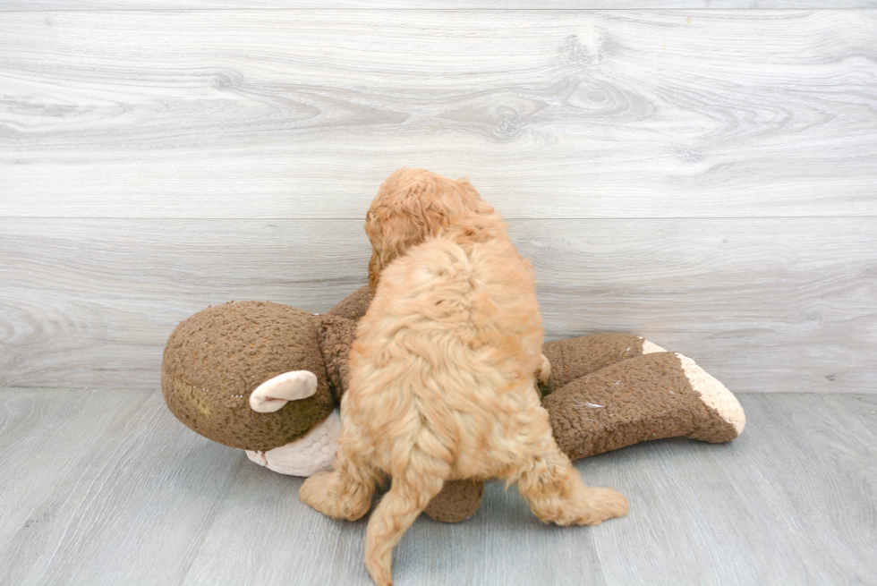 Fluffy Mini Goldendoodle Poodle Mix Pup