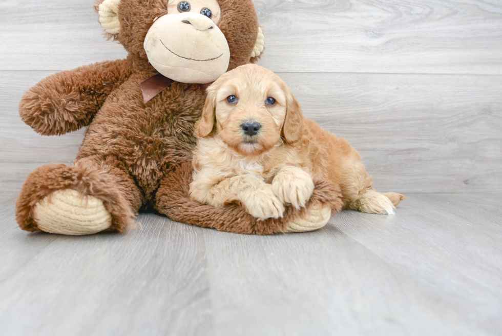 Energetic Golden Retriever Poodle Mix Puppy