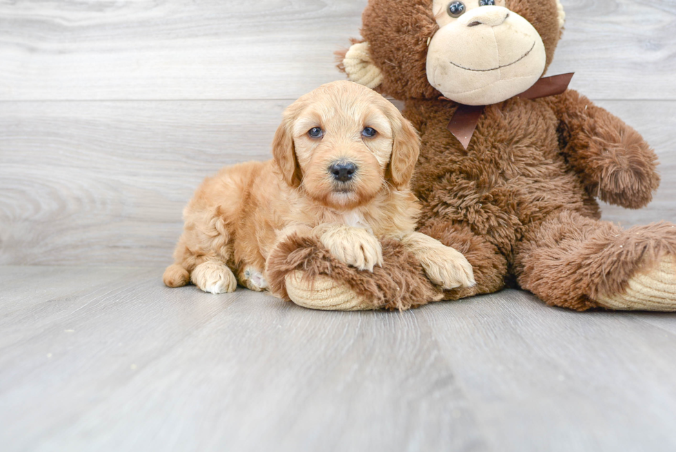 Mini Goldendoodle Pup Being Cute