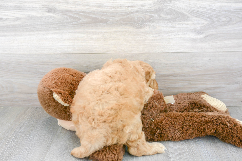 Fluffy Mini Goldendoodle Poodle Mix Pup