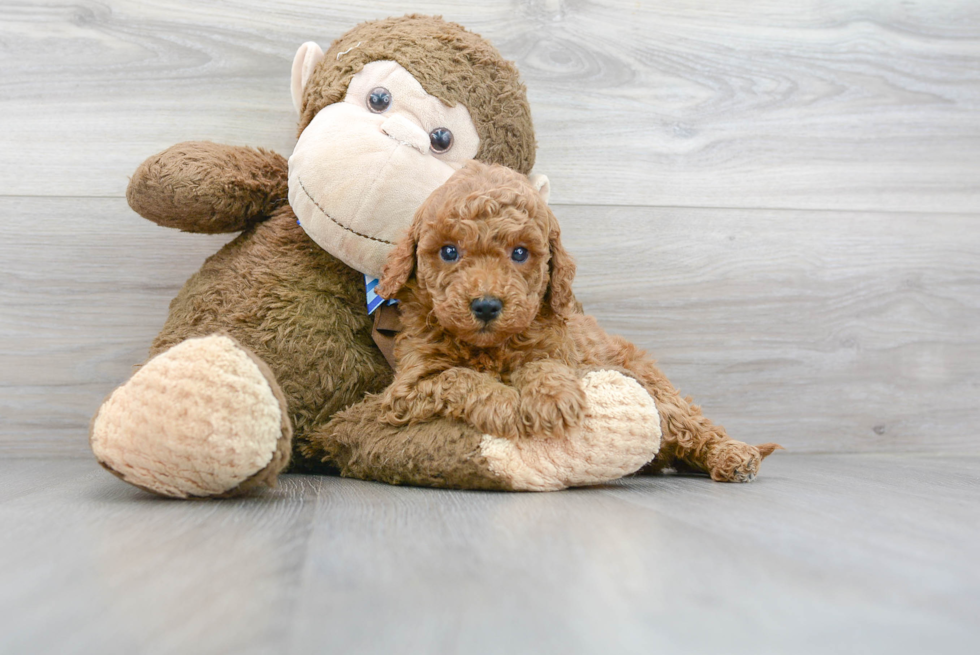 Energetic Golden Retriever Poodle Mix Puppy