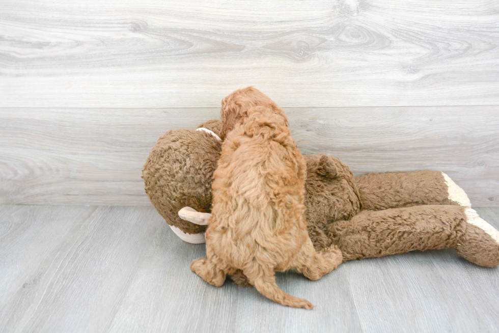 Mini Goldendoodle Pup Being Cute