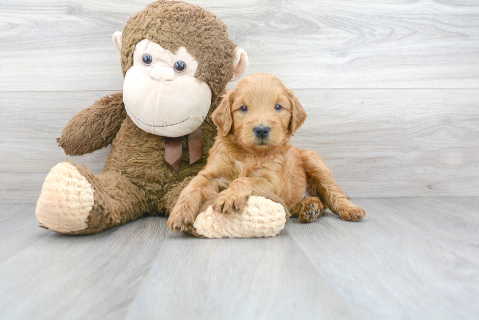 Happy Mini Goldendoodle Baby