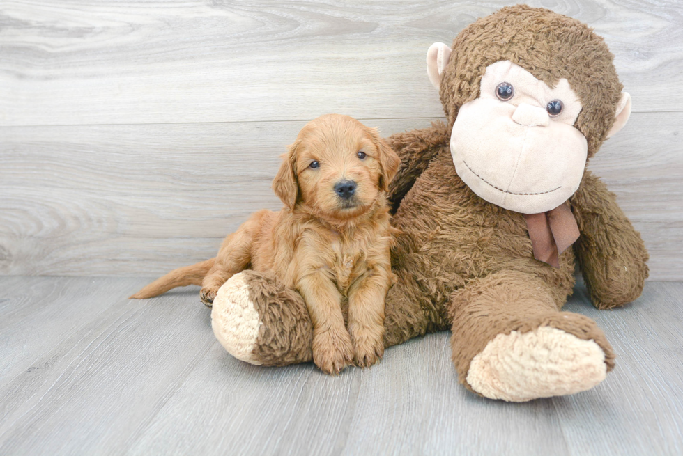 Best Mini Goldendoodle Baby