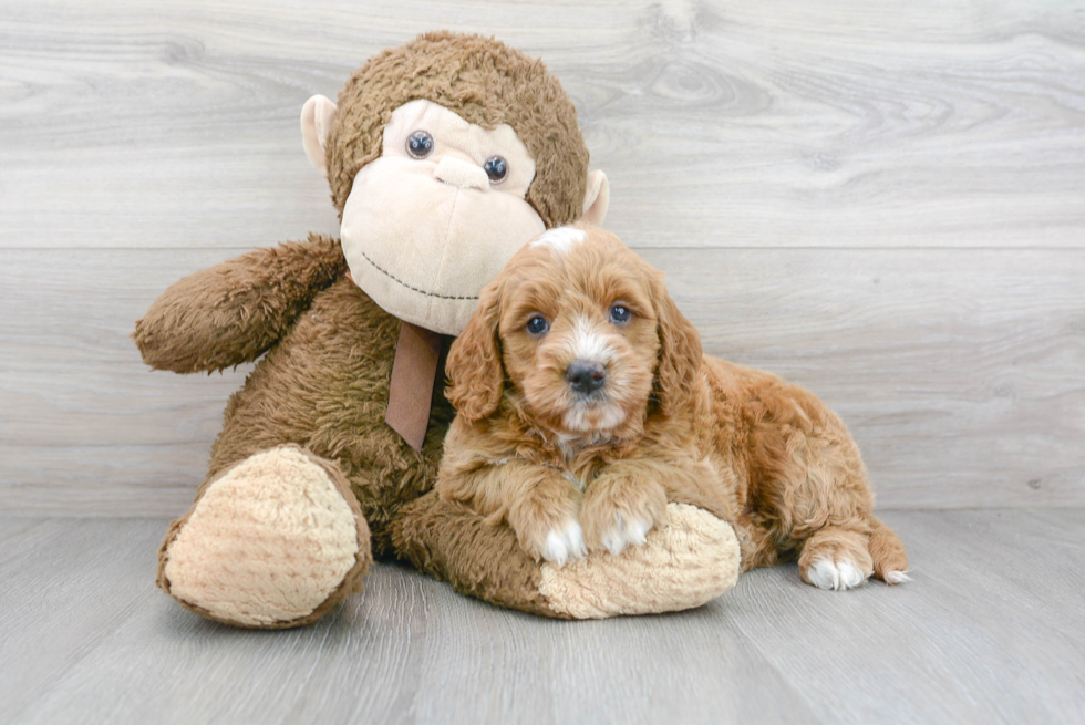Cute Mini Goldendoodle Poodle Mix Pup