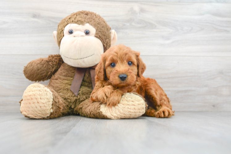 Happy Mini Goldendoodle Baby