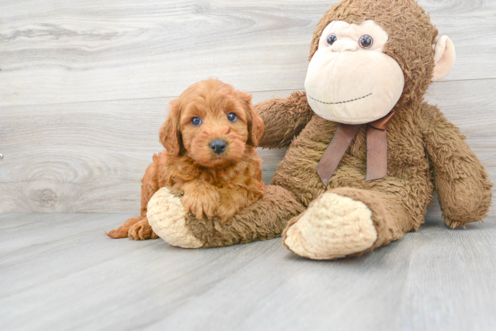 Smart Mini Goldendoodle Poodle Mix Pup