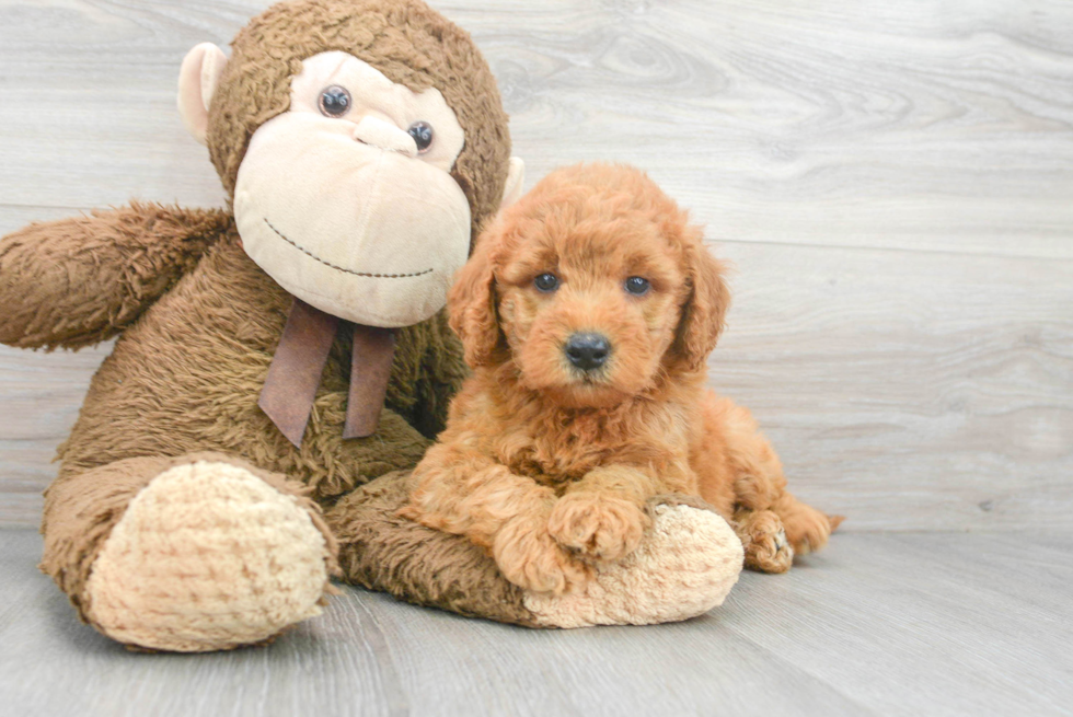 Little Golden Retriever Poodle Mix Puppy