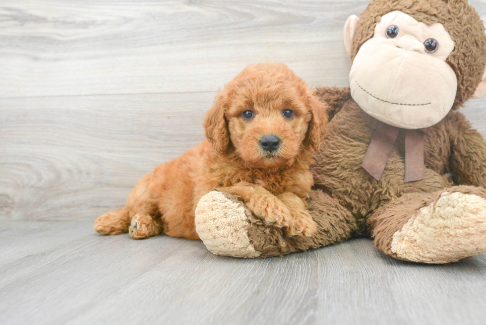 Mini Goldendoodle Puppy for Adoption