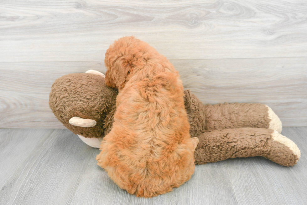 Mini Goldendoodle Pup Being Cute